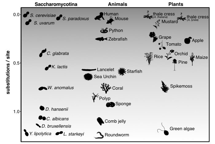 about_images/diversity_of_yeasts.jpg