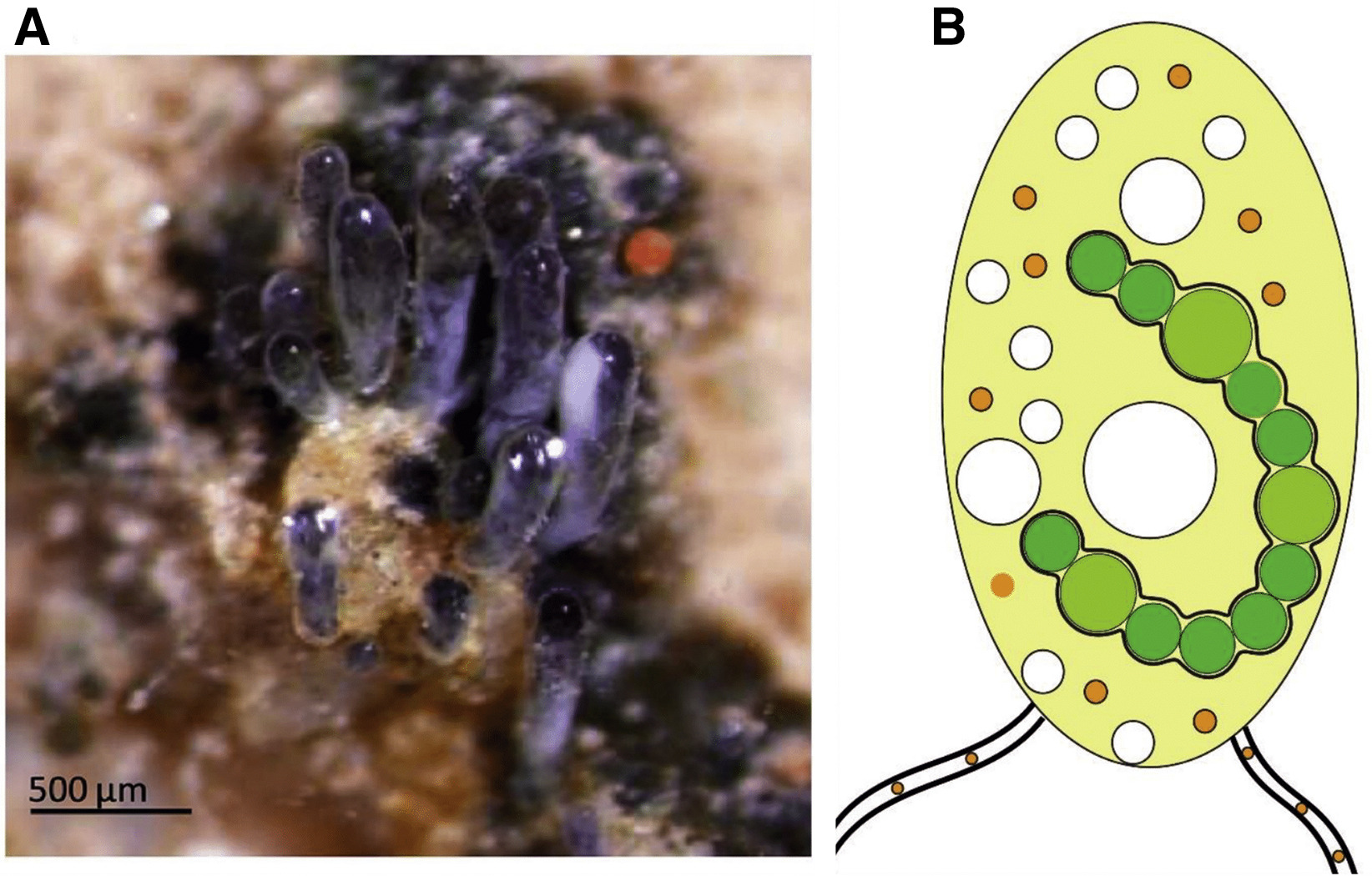 2021_images/Malar_etal_2021_Current_biology_graphical_abstract.jpg