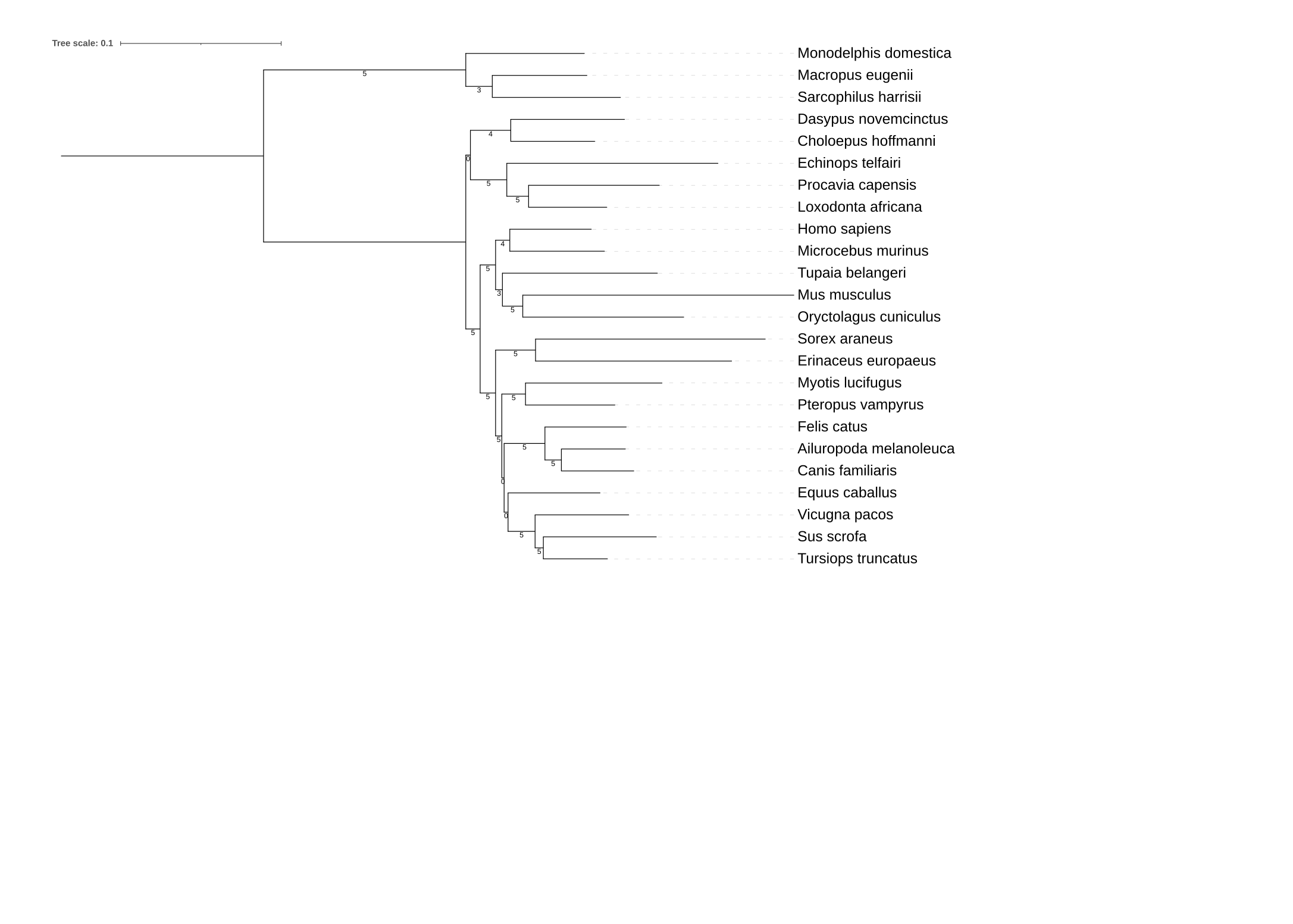 mammalian_phylogeny_pruned_suptree.png